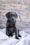 Labrador Retriever Puppy