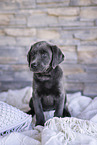 Labrador Retriever Puppy