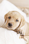 Labrador Retriever Puppy