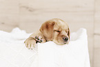 Labrador Retriever Puppy