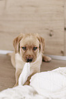 Labrador Retriever Puppy