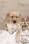 Labrador Retriever Puppy