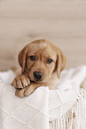 Labrador Retriever Puppy