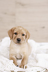 Labrador Retriever Puppy