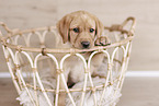 Labrador Retriever Puppy