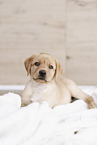 Labrador Retriever Puppy