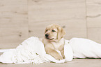 Labrador Retriever Puppy