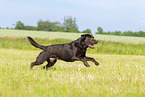 chocolate Labrador Retriever