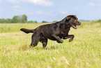 chocolate Labrador Retriever
