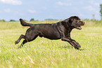 chocolate Labrador Retriever