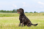 chocolate Labrador Retriever