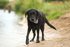 black Labrador Retriever