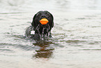 black Labrador Retriever