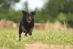 black Labrador Retriever