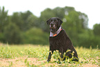 black Labrador Retriever