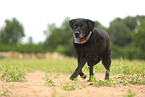 black Labrador Retriever