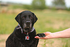 black Labrador Retriever