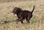 Labrador Retriever Puppy