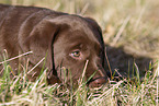 Labrador Retriever Puppy