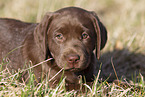 Labrador Retriever Puppy