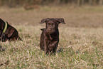 Labrador Retriever Puppy