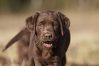 Labrador Retriever Puppy