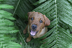 Labrador Retriever Puppy