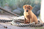 Labrador Retriever Puppy