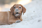 Labrador Retriever Puppy