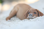 Labrador Retriever Puppy