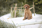 Labrador Retriever Puppy