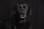 black Labrador Retriever