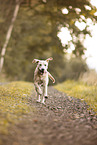 blonde Labrador Retriever