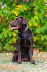 male Labrador Retriever