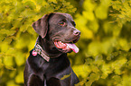 male Labrador Retriever