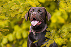 male Labrador Retriever