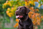 male Labrador Retriever