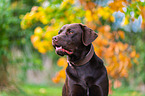male Labrador Retriever