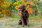 male Labrador Retriever