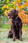 male Labrador Retriever