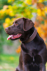 male Labrador Retriever
