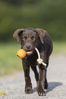 young Labrador Retriever