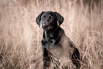 Labrador Retriever Puppy