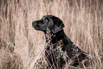 Labrador Retriever Puppy