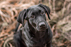 Labrador Retriever Puppy