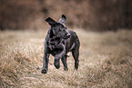 Labrador Retriever Puppy