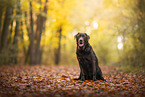 brown Labrador Retriever