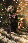 Labrador Retriever at christmas