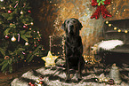 Labrador Retriever at christmas