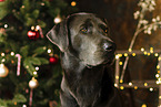 Labrador Retriever at christmas